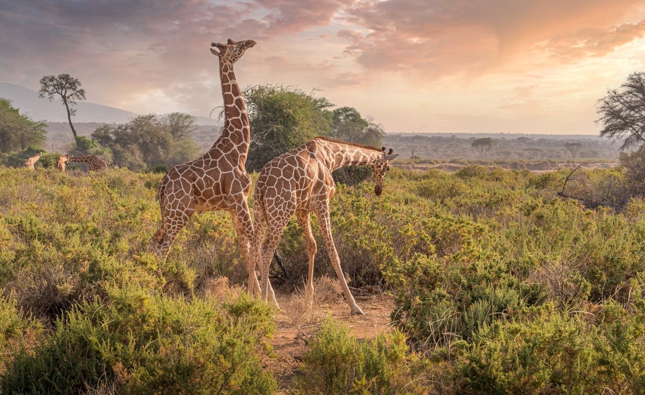 Two giraffes in the Samburu landscape at sunset, displaying their elegance.