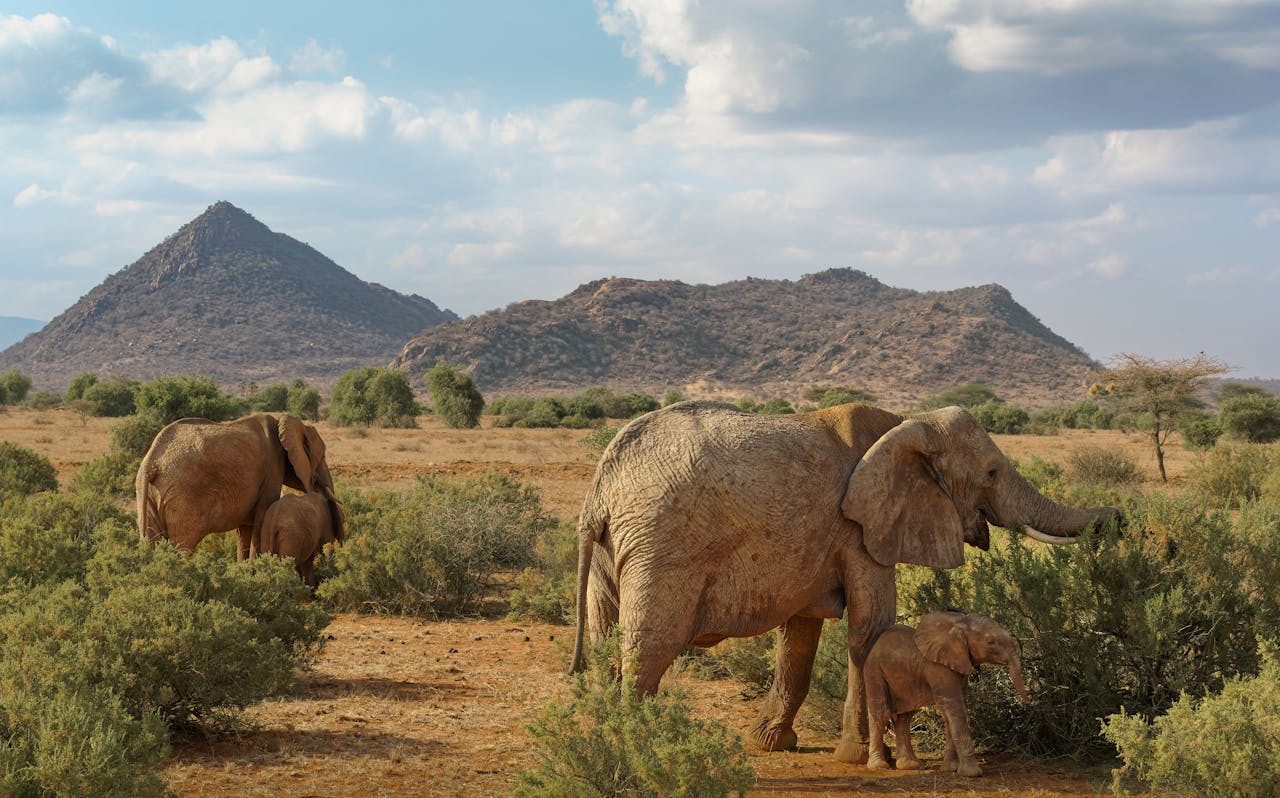 Group of African elephants in a scenic savanna landscape with distant hills under a bright sky.