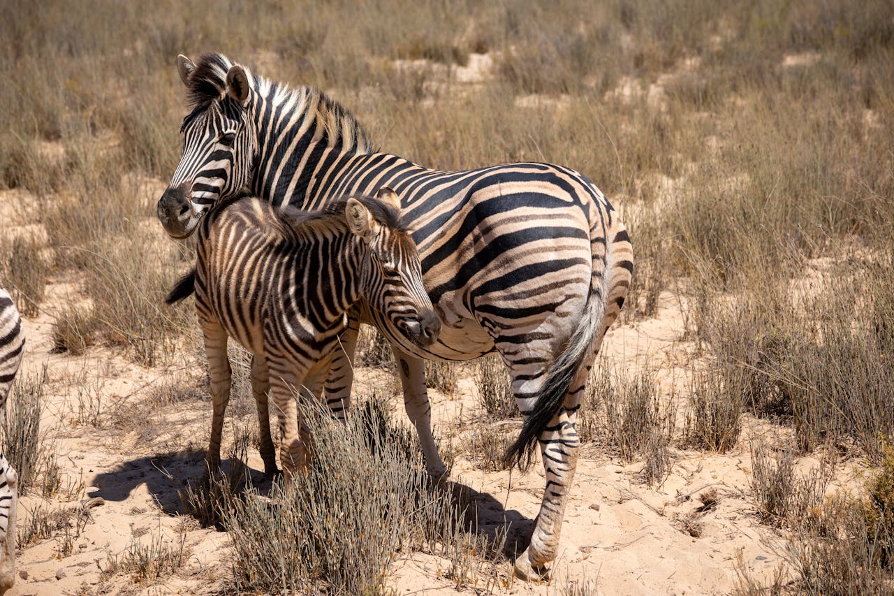 Mother and baby zebra standing together in South African savannah.