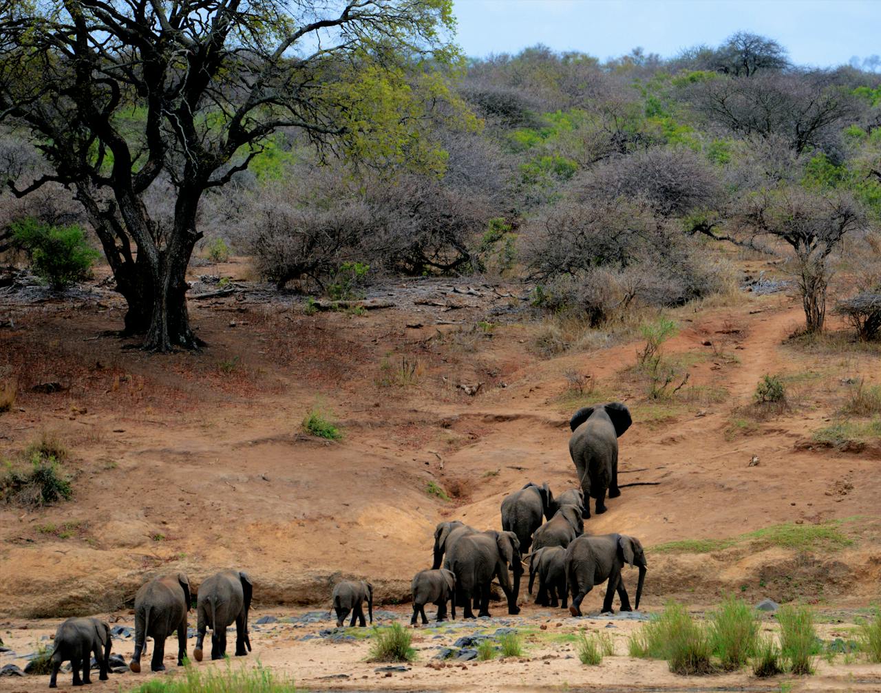 contact-img A herd of African elephants walking through Kruger National Park, South Africa.